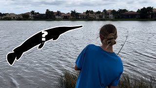 CATCHING The MOST PREHISTORIC Fish In Florida Gar and Alligators before Hurricane Milton [upl. by Ainnos]