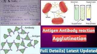 Antigen Antibody reactions  AgAb reaction Agglutination reaction [upl. by Eentirb199]