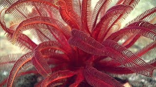 Facts The Feather Star [upl. by Fidela96]