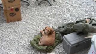 Saving Cinnamon  Afghanistan puppy rescue  True Story [upl. by Ahseka]