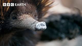 A Close Encounter with Endearing Echidnas  The Making of Mammals  BBC Earth [upl. by Nodnek74]