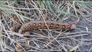 Bedstraw Hawkmoth  Hyles gallii  walstropijlstaart  Doel  Belgium  August 27 2024 [upl. by Areval]