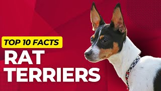 Rat Terrier Dogs 101 Top 10 Rat Terrier Facts [upl. by Bryner668]