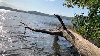 Laacher See Rundweg  Laacher See video  Vulkaneifel see  Laacher See Vulkaneifel RheinlandPfalz [upl. by Rehpretsirhc856]