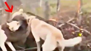 Kangal full contact fight with wild animals [upl. by Armallas169]