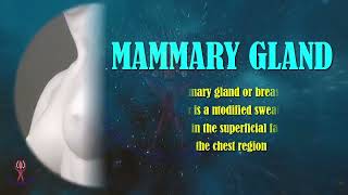 Mammary Gland Unveiled Key Anatomy and Clinical Implications [upl. by Carma187]