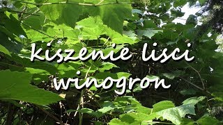 kiszenie lisci winogron [upl. by Lombardy690]