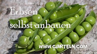 Erbsen pflanzen   Videotipp [upl. by Rives]