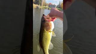 Really nice fall bass 25 [upl. by Adnerb]