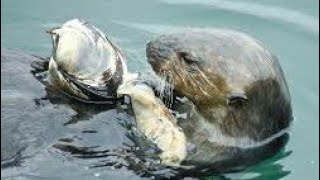 A Southern Sea Otter Using A Rock To Open A Clam  Marine Fissiped  Marine Mammal  Enhydra Lutris [upl. by Cornelie]