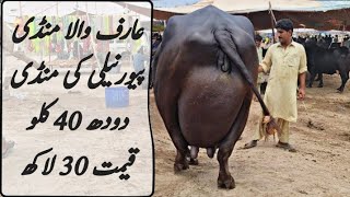 Arifwala Mandi  Beautiful pure nilli Ravi Buffalo For Sale in Pakistan on YouTube 10092023 [upl. by Elli]