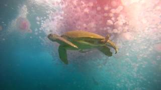 A turtle eating jellyfish in Egypt in May 2012 [upl. by Zane581]