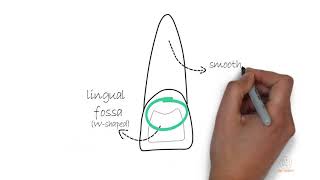 MORFOLOGIA DENTAL  COMO DESCRIBIR SECTOR ANTERIORES INCISIVOS CENTRALES Y LATERALES  Parte I [upl. by Yasmine814]