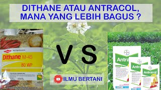 Antracol atau dithane mana yang lebih baik [upl. by Friedrich77]