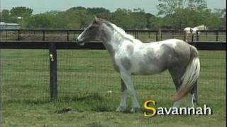 Video of a GypsyArab Filly Horse Named Savannah Offered for Sale by GypsyMVP [upl. by Ardied]