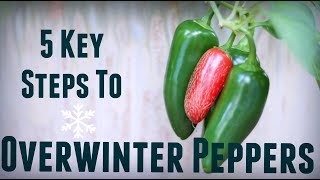 How to Overwinter Pepper Plants  5 Steps for Prolific amp Early Yields  Overwintering Pepper Plants [upl. by Nelo]