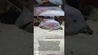 The Angostura Cichlid Vieja BreidohriParaneetroplus Breidohri [upl. by Borries]