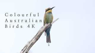 Colourful Australian Birds 4K Compilation [upl. by Breban]