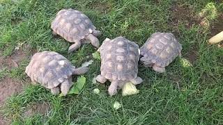 Desert Tortoise Enjoying Salad Scaps [upl. by Yednarb]