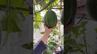 Pick Shark Fin Melon plants gardening growing gardening 魚翅瓜 SharkFinMelon [upl. by Cacia]