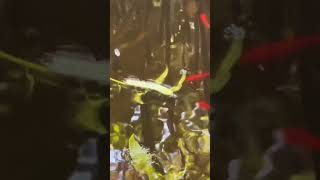 Hornworm vs goldfish pond [upl. by Coffin]