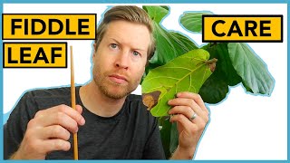 Fiddle Leaf Fig Care  Houseplant Howto Ep 18 [upl. by Chavaree]