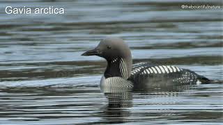 Arctic Loon [upl. by Ahcorb]