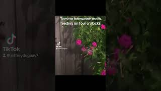 Tomato Hornworm Moth Feeding moth fouroclocks flowers [upl. by Vtehsta383]