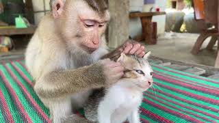 Nice Zueii Grooming Kitty Mally So Sleepy And So Fun [upl. by Fidelity19]