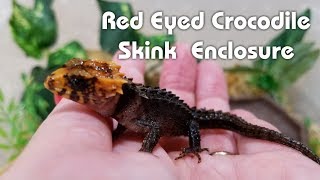 How To Set Up A Red Eyed Crocodile Skink Enclosure [upl. by Horatio]