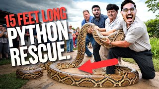 Saving 4 Python Snakes इसने ऐसा जकड़ा छुड़ाना मुश्किल हो गया😱 [upl. by Tarah898]