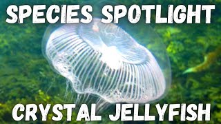 Species Spotlight  Crystal Jellyfish Aequorea victoria [upl. by Ahsinhoj329]