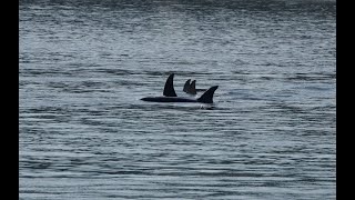 Transient Biggs Killer Whales T49As in Anacortes Washington Relaxing swimming Whale Watching [upl. by Moraj]