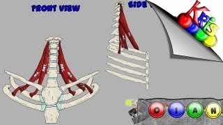 The Scalenes → Origins Insertion Action and Innervation video  By Kinesiology Kris [upl. by Dibb78]