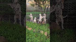 3 Adorable 9WeekOld Dalmatian Puppies Looking for Their Forever Homes [upl. by Ssenav217]