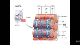 Physiology of skeletal ms part I [upl. by Gnuhp842]