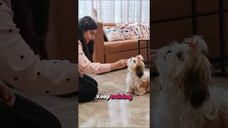 3 shih Tzu training tips you must follow [upl. by Esiuole]