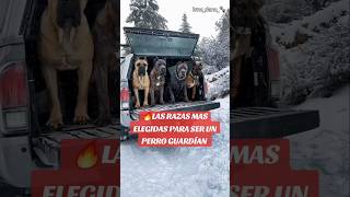 🔥Los MEJORES PERROS GUARDIANES ¿Y tú añadirías alguno más perros perrosfuertes perrosguardianes [upl. by Nera589]