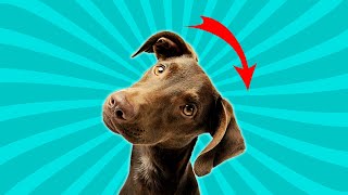 Sounds That Make Dogs Tilt Their Head Left amp Right [upl. by Eeladnerb]