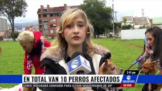 Vecinos denuncian envenenamiento de perros en el norte de Bogotá [upl. by Arvy]