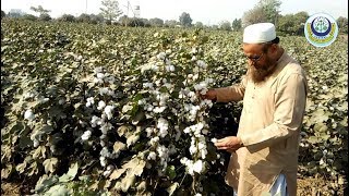 Use of Gibberellic acid and other chemicals in cotton [upl. by Belmonte744]