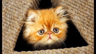 Funny  Persian Cat plays with Canisep cream [upl. by Packton]