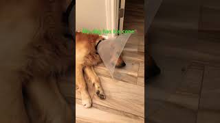 My dog has his cone dog goldenretreiver [upl. by Karleen]