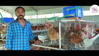 BV380Hen in Kerala  micro layer poultry system  Hi Tech cages  Country Chicken I Meggs [upl. by Ahto887]