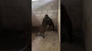 fighting boar animal pig wildpig pigfarmvideo wildlife viral viralvideo hogwart [upl. by Eitirahc]