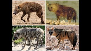 All types of hyenas [upl. by Yolanda]