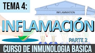 Inflamación Parte 2 Activación Leucocitaria Fagocitosis Mediadores de Origen Celular [upl. by Yesdnil]