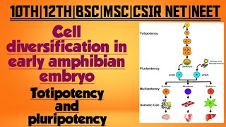 Cell diversification in early amphibian embryo totipotency and pluripotency MSc zoology 4 th sem [upl. by Nealey]