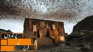 Birds Defending KAABA  Urdu Dubbed  پرندے کعبہ کا دفاع کرتے ہیں [upl. by Allesor]