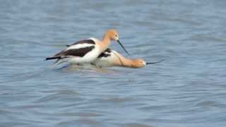 American Avocet Courtship [upl. by Bristow]